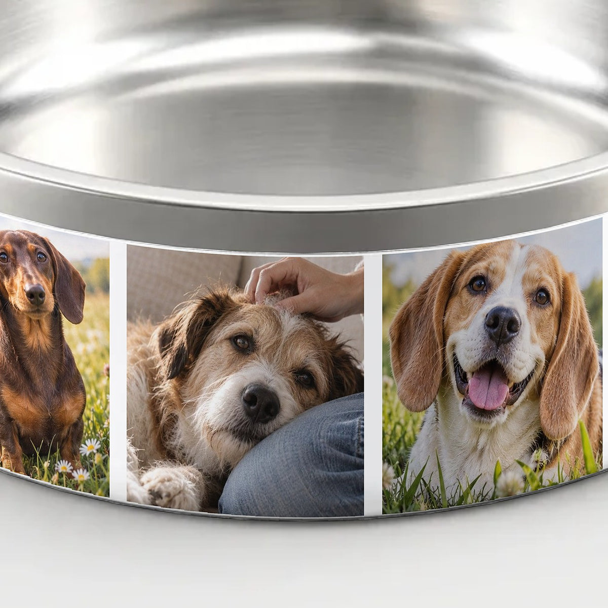Foto-Napf – Nahaufnahme von Edelstahlrand und drei Hundefotos im Wechsel